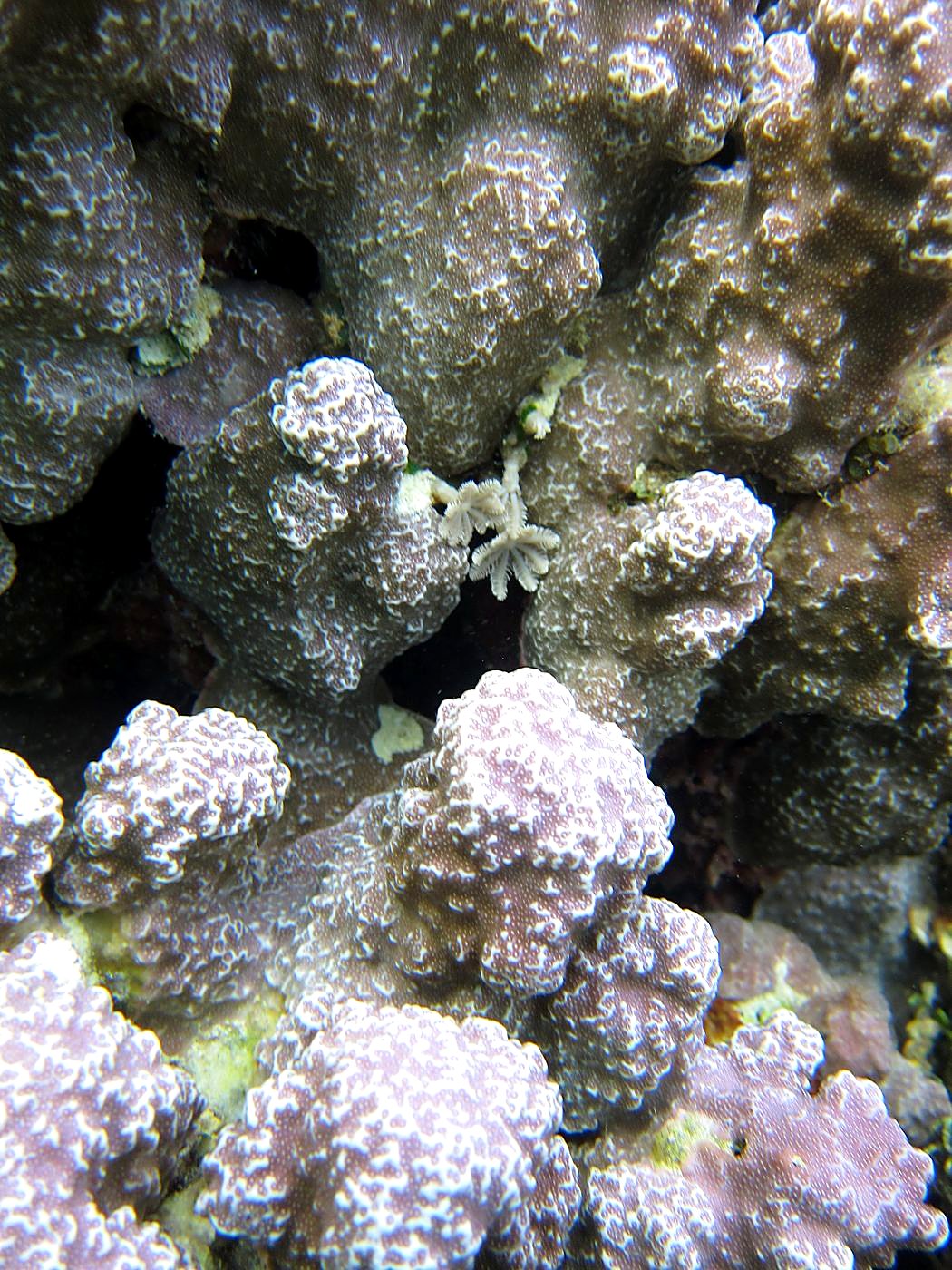 The Inner Lagoon 4
