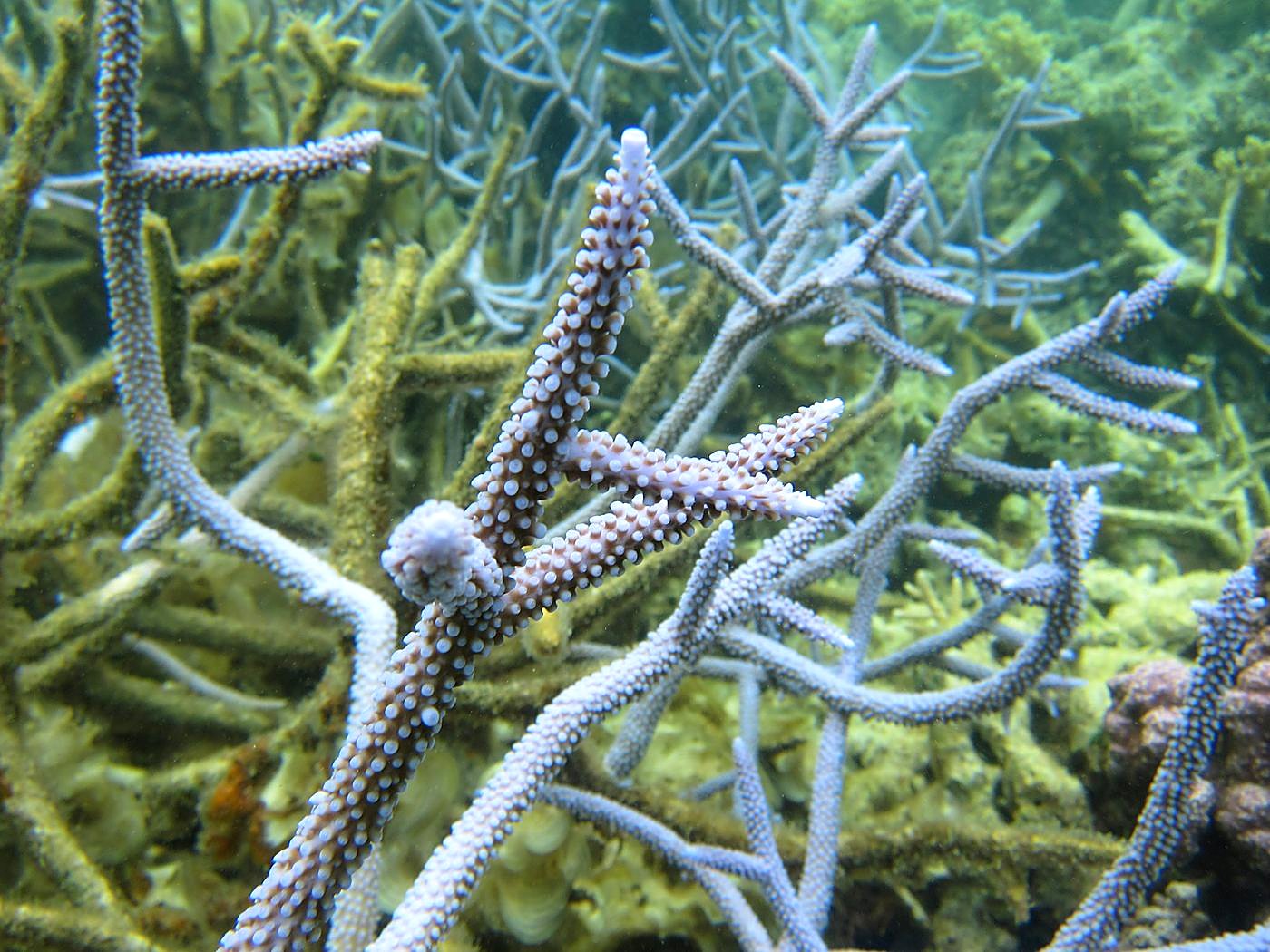 The Inner Lagoon 5