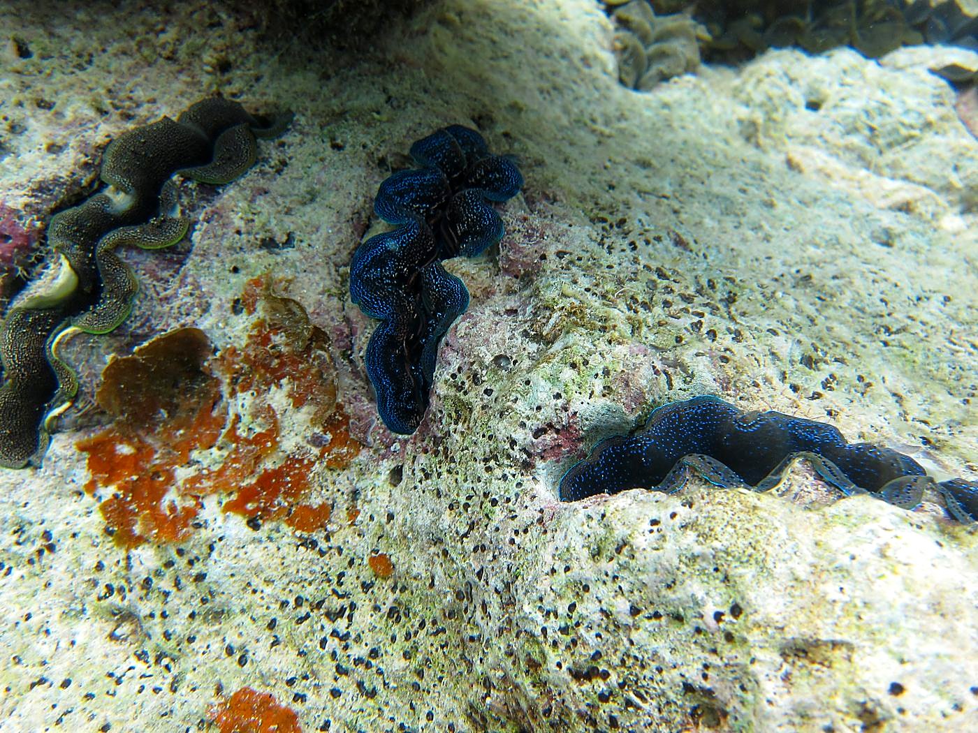 The Inner Lagoon 7
