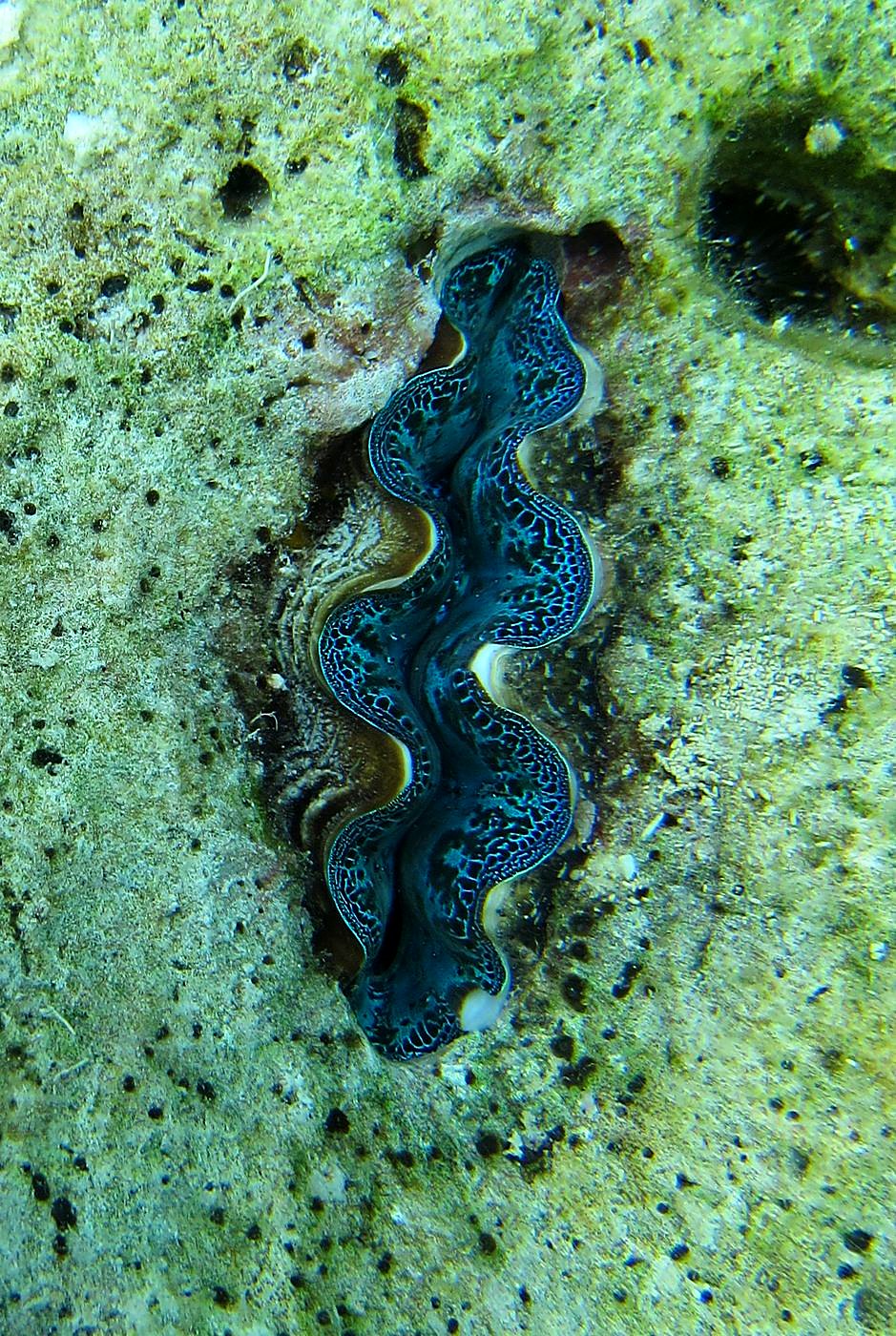 The Inner Lagoon 11