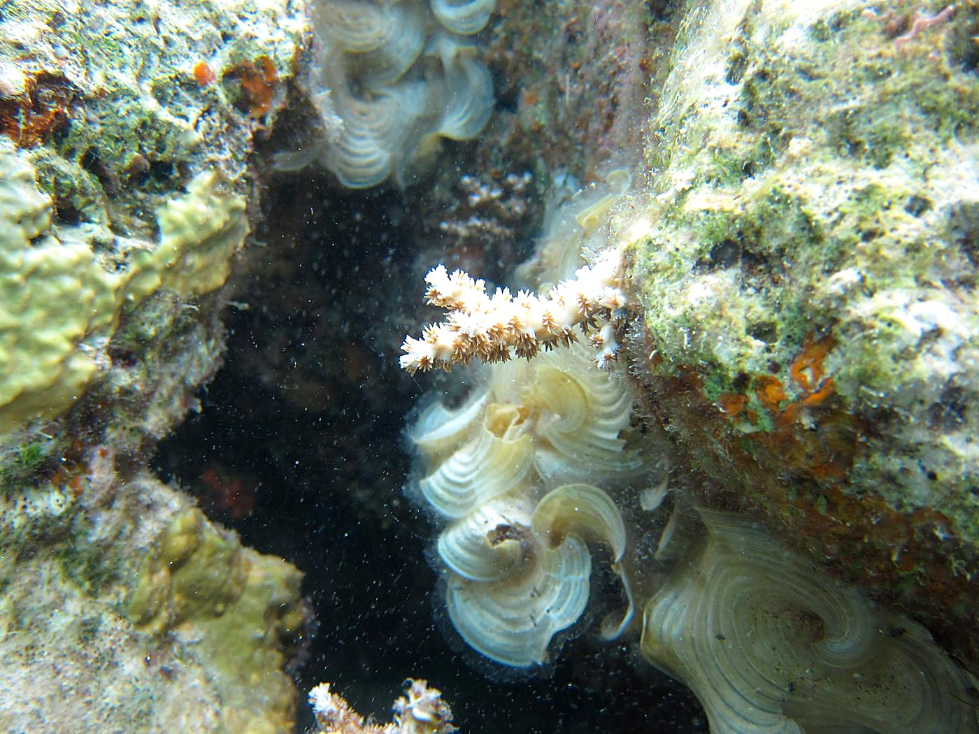 The Inner Lagoon 13
