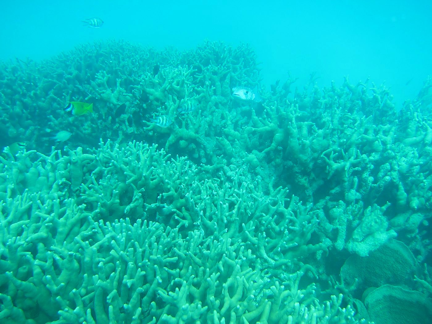 The Inner Lagoon 20