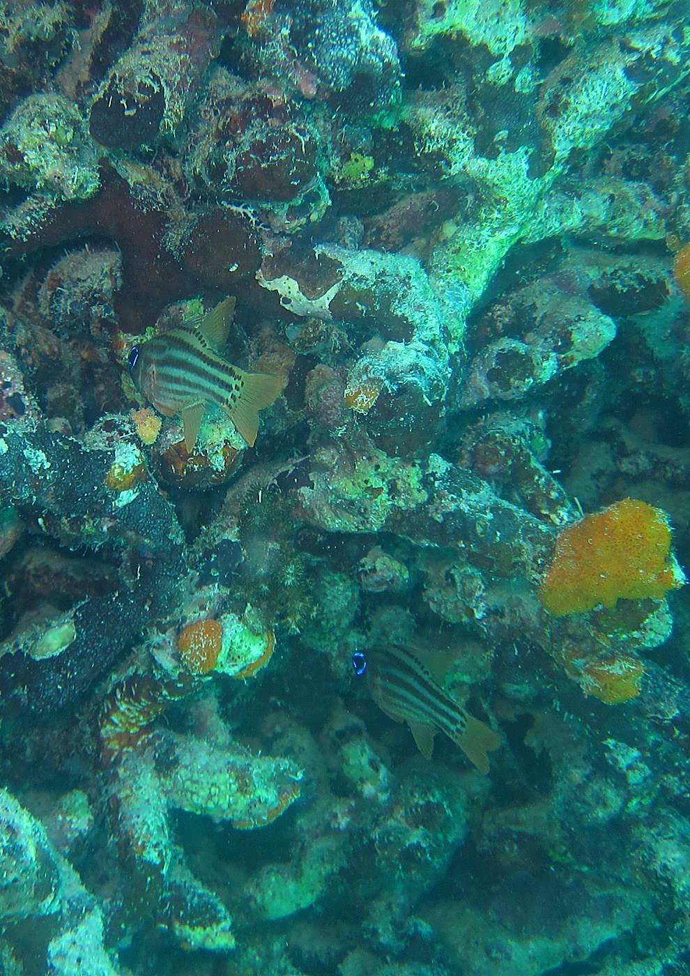 The Inner Lagoon 21