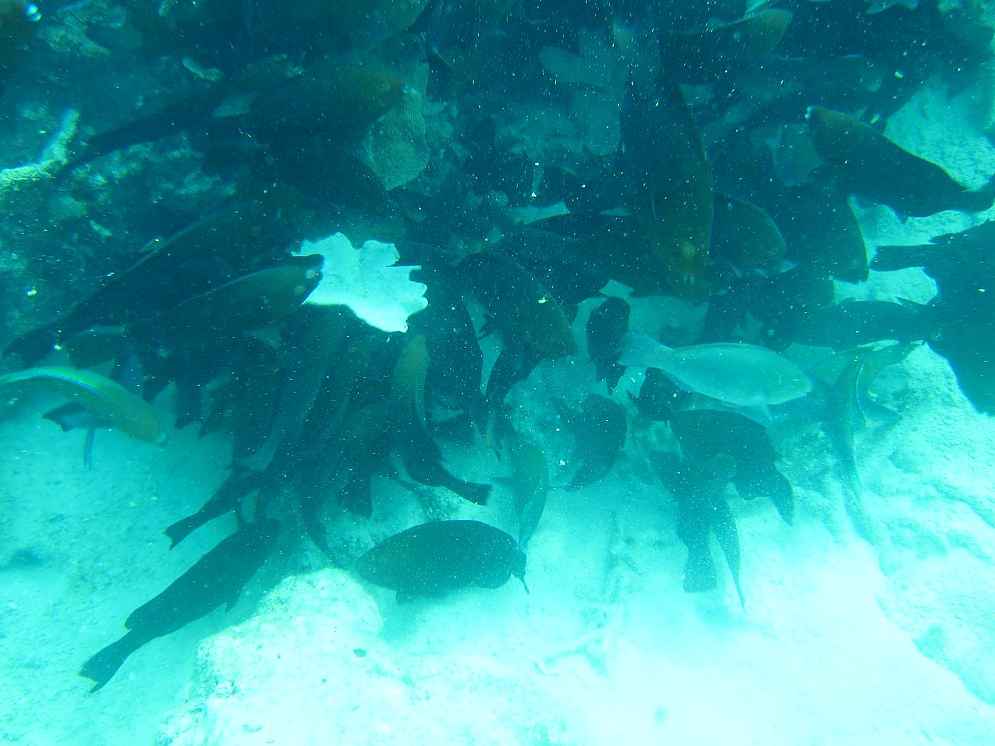 The Inner Lagoon 23