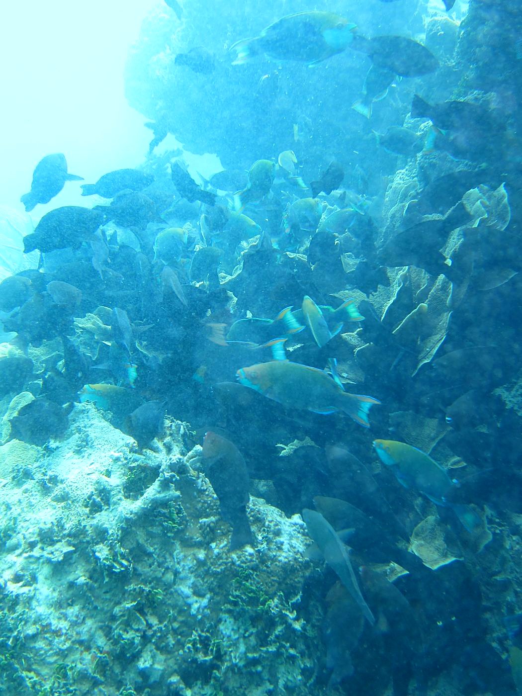 The Inner Lagoon 24
