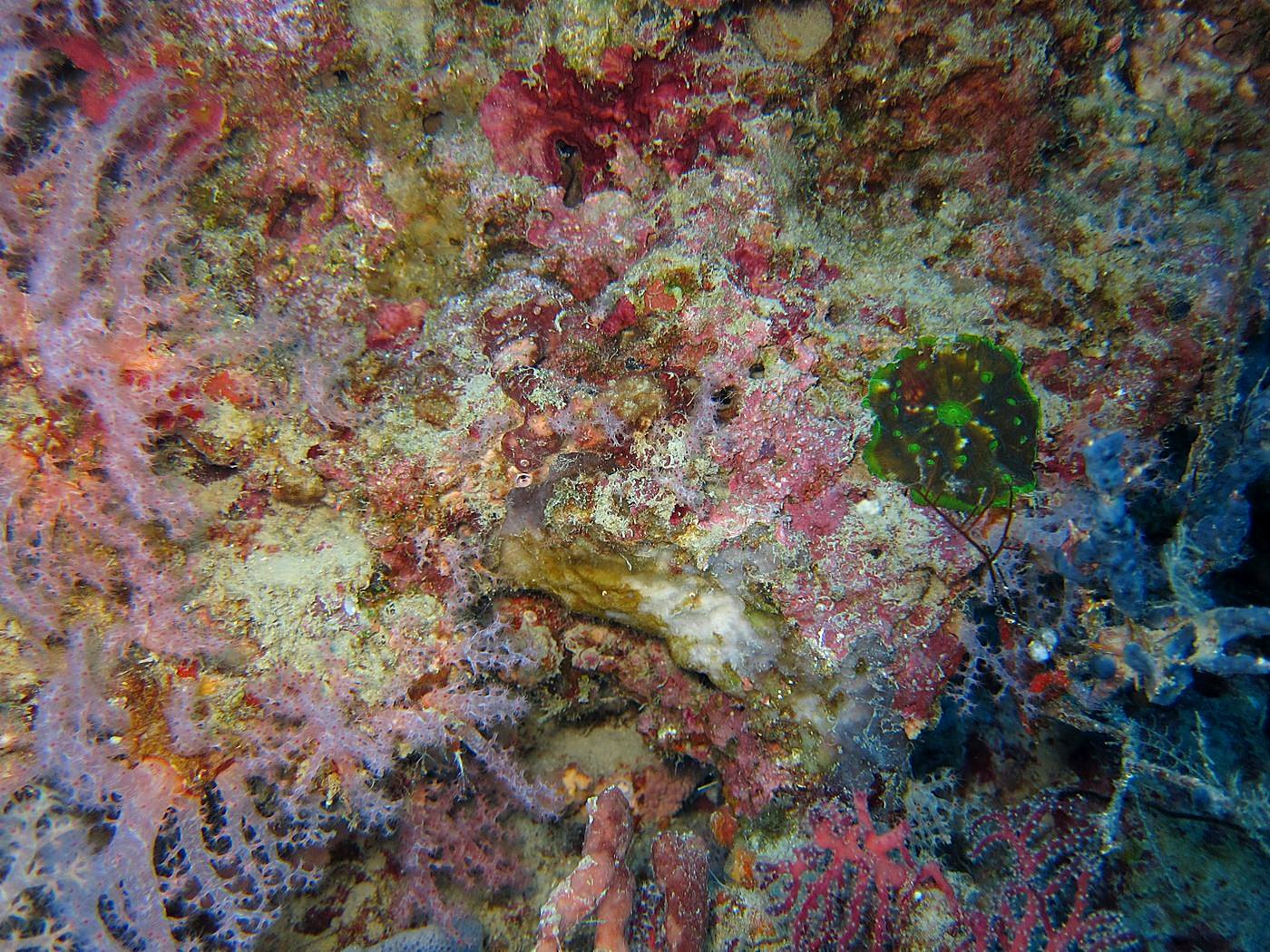 The Inner Lagoon 28
