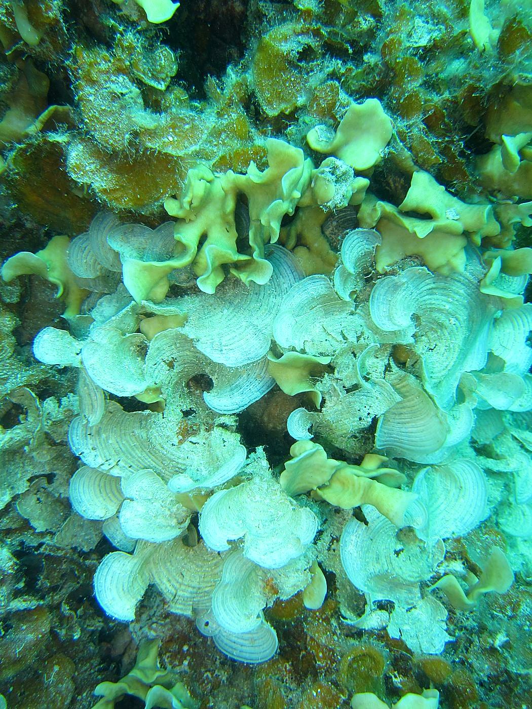The Inner Lagoon 36