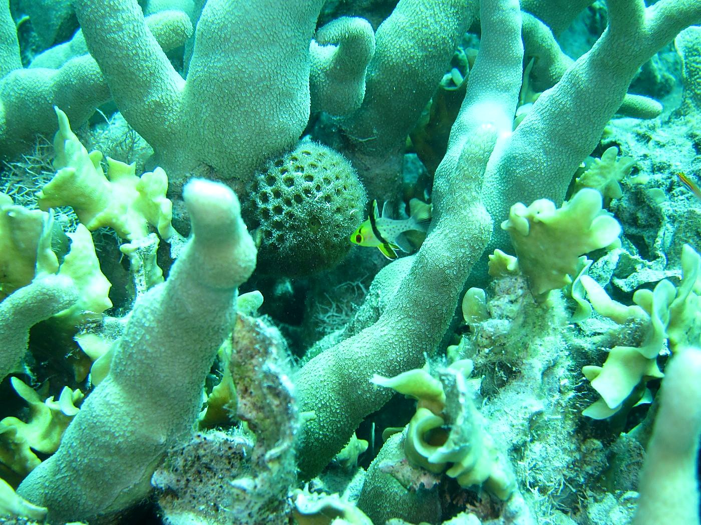 The Inner Lagoon 37