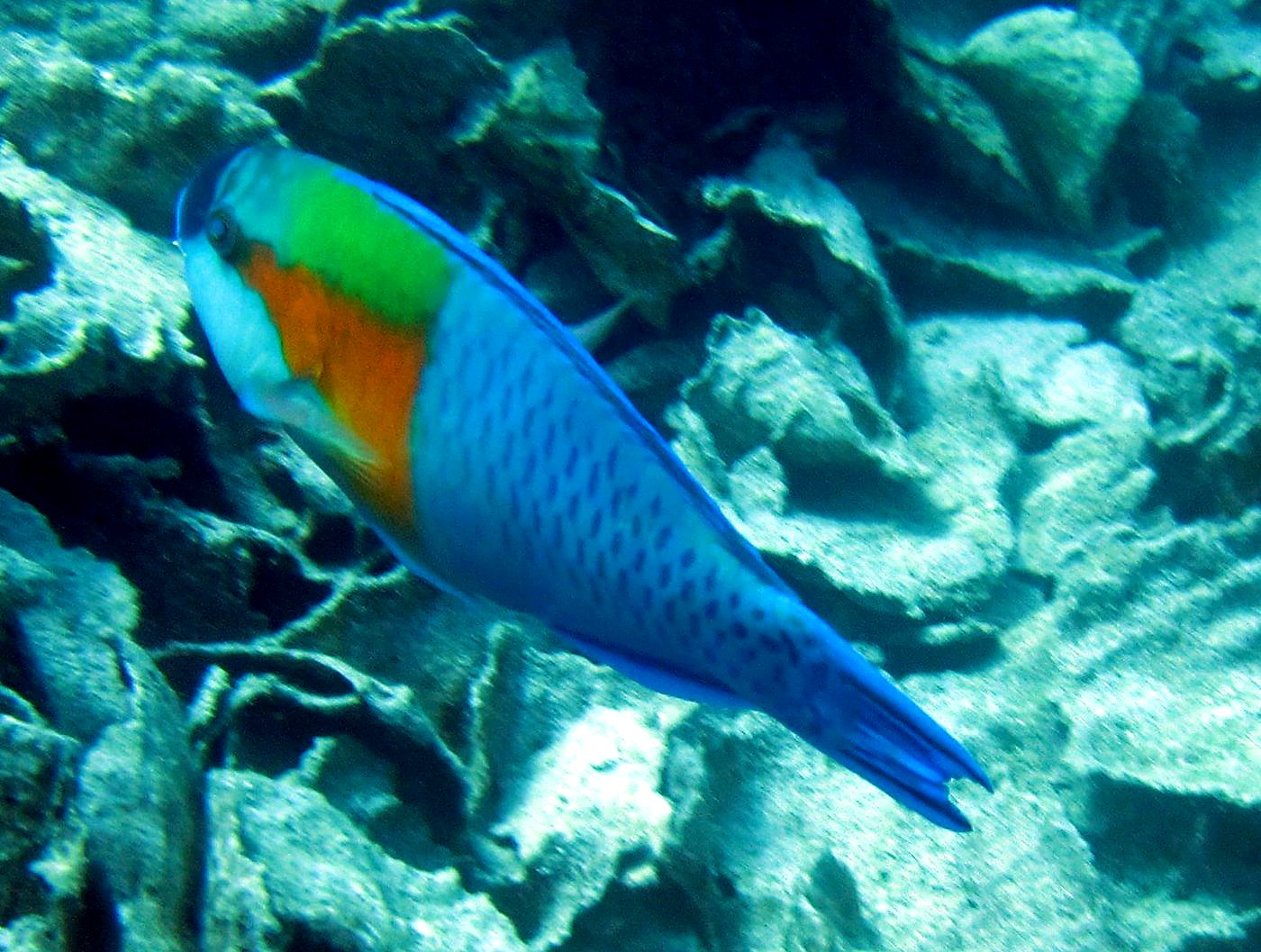 The Inner Lagoon 39