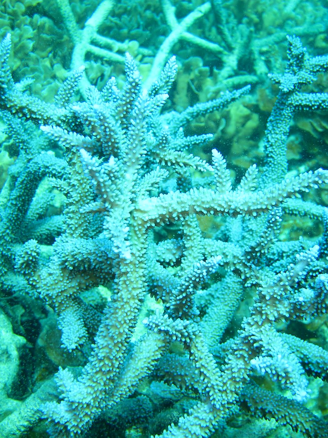 The Inner Lagoon 42