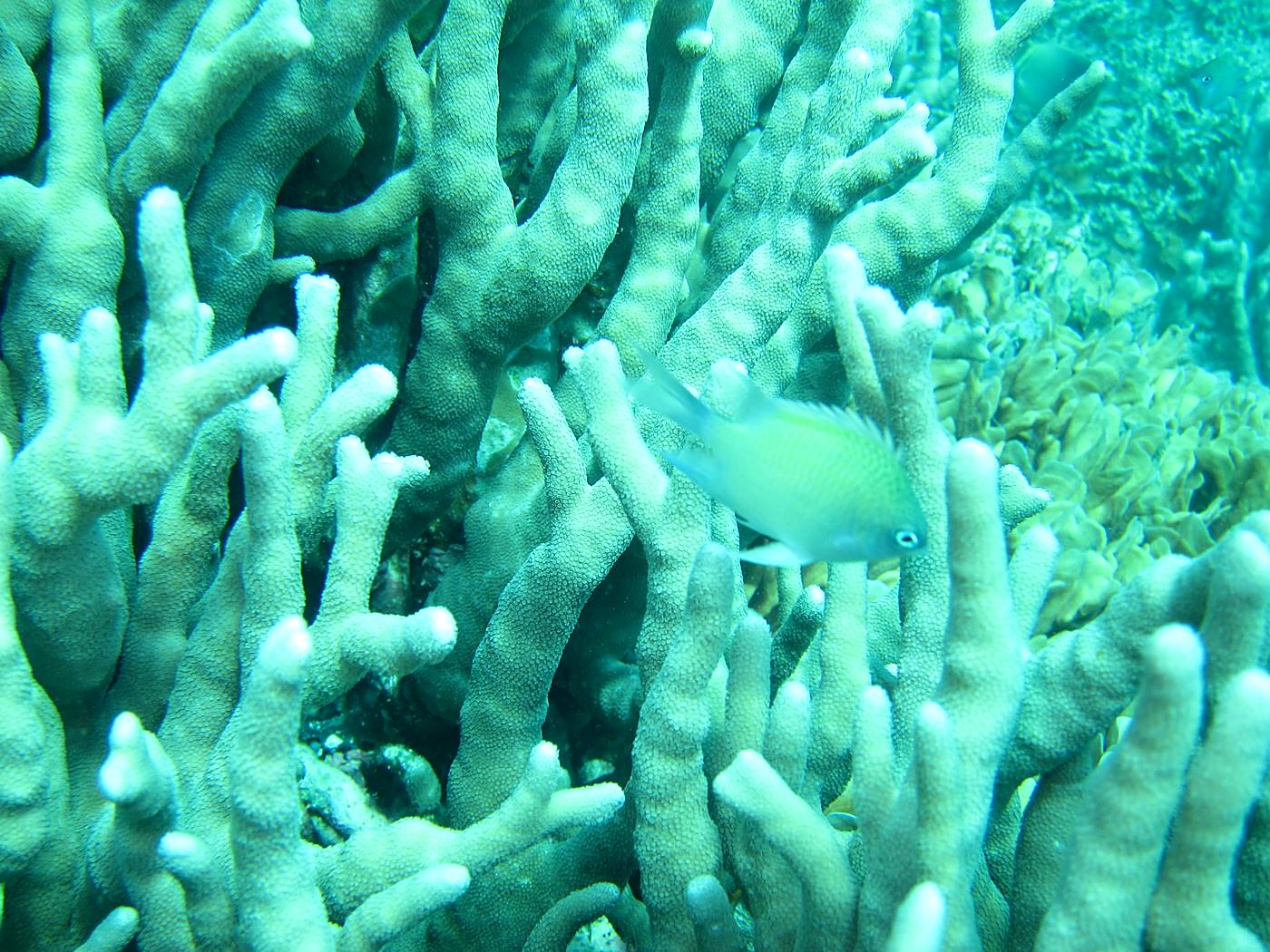 The Inner Lagoon 43
