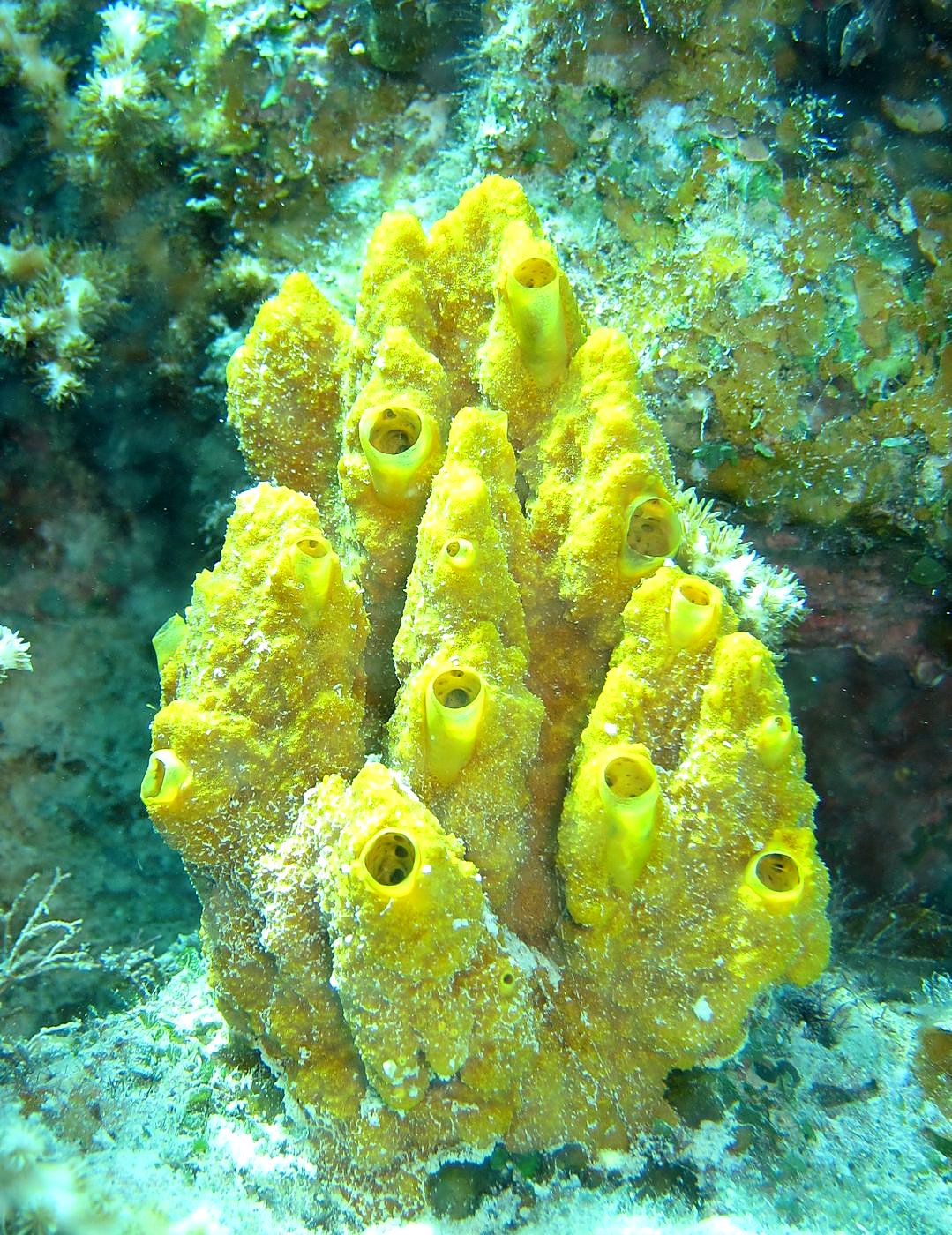 The Inner Lagoon 44