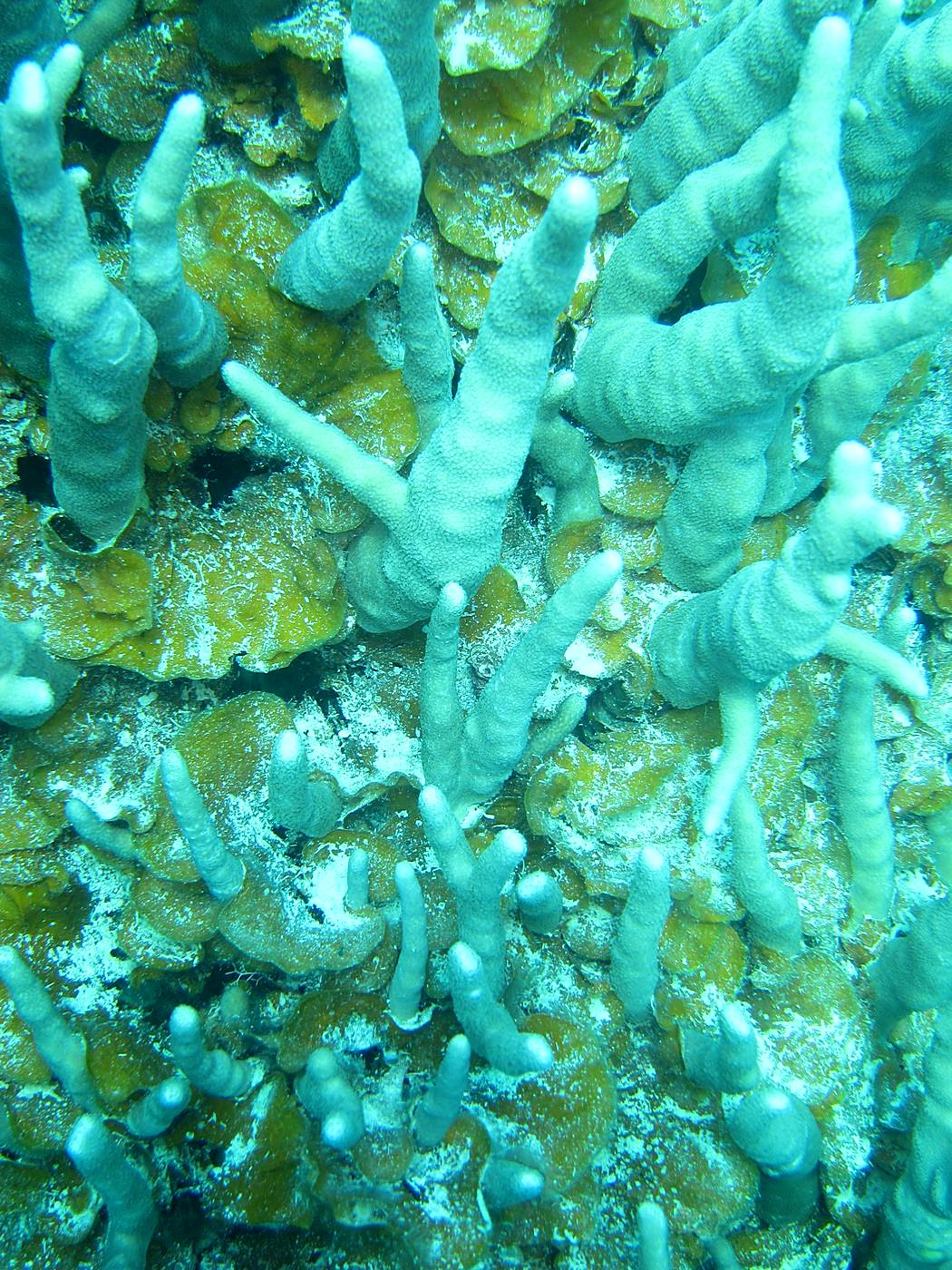 The Inner Lagoon 45