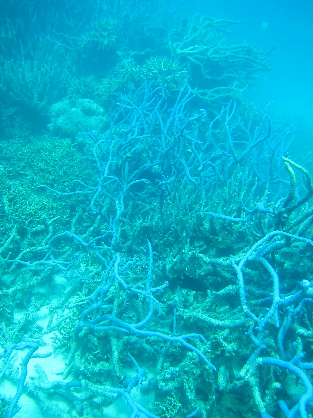 The Inner Lagoon 46