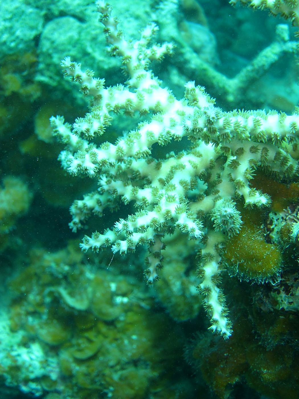 The Inner Lagoon 49