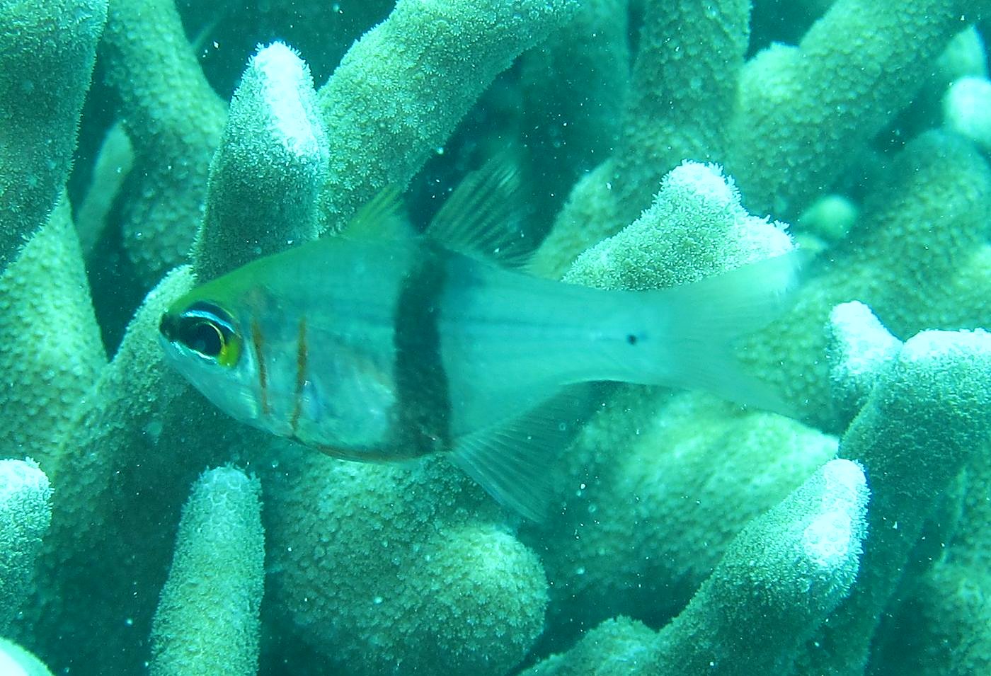 The Inner Lagoon 51