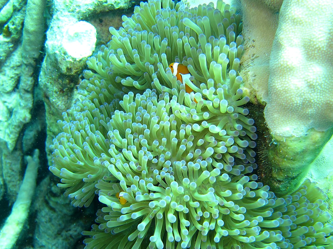 The Inner Lagoon 59
