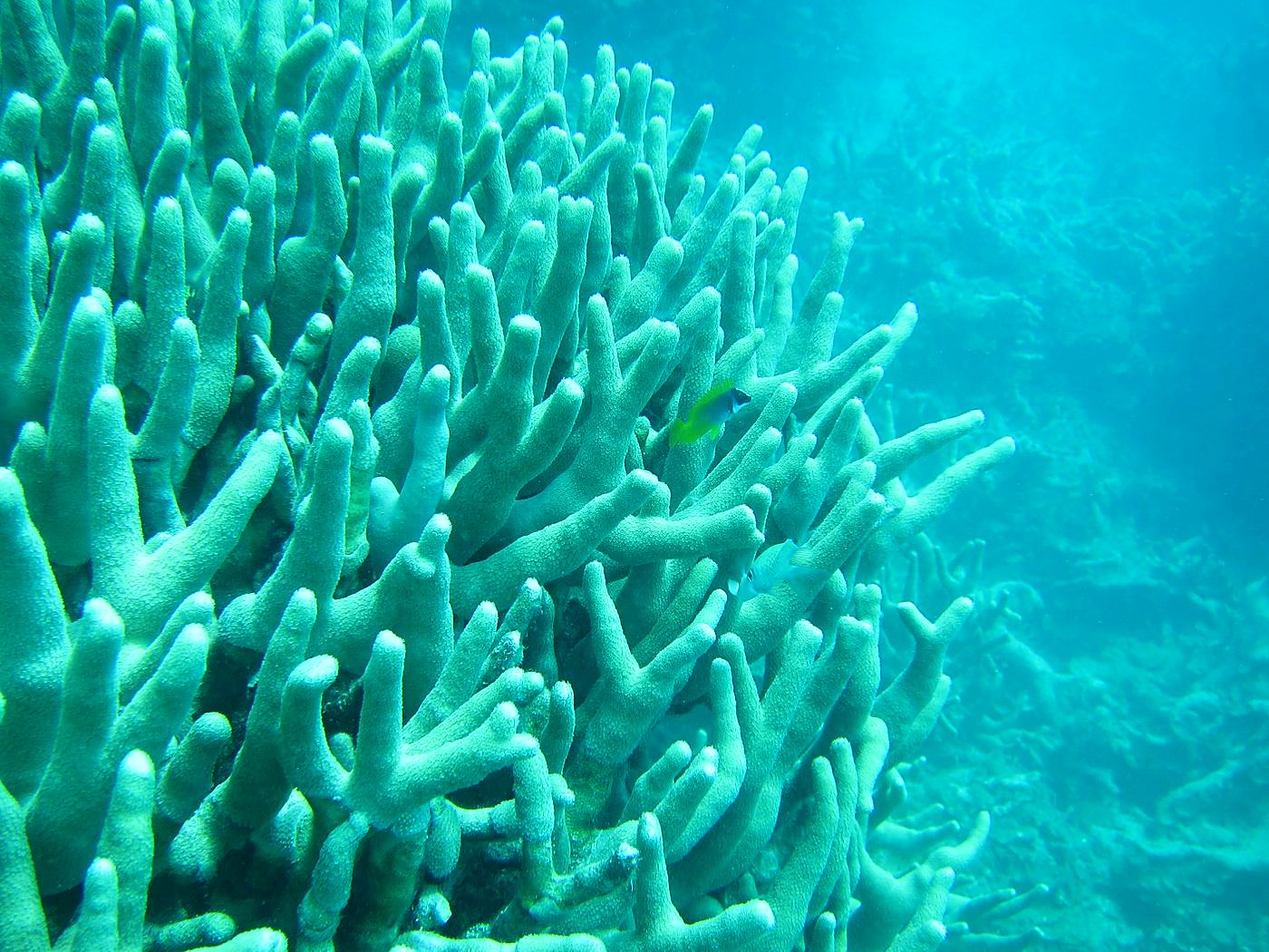 The Inner Lagoon 60