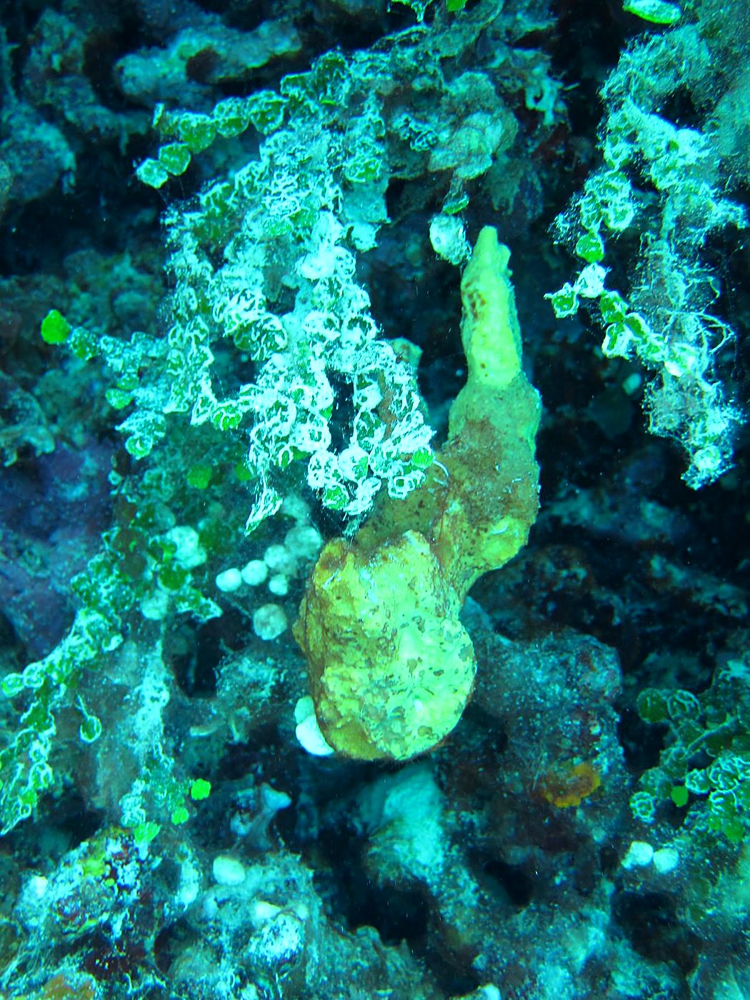 The Inner Lagoon 61