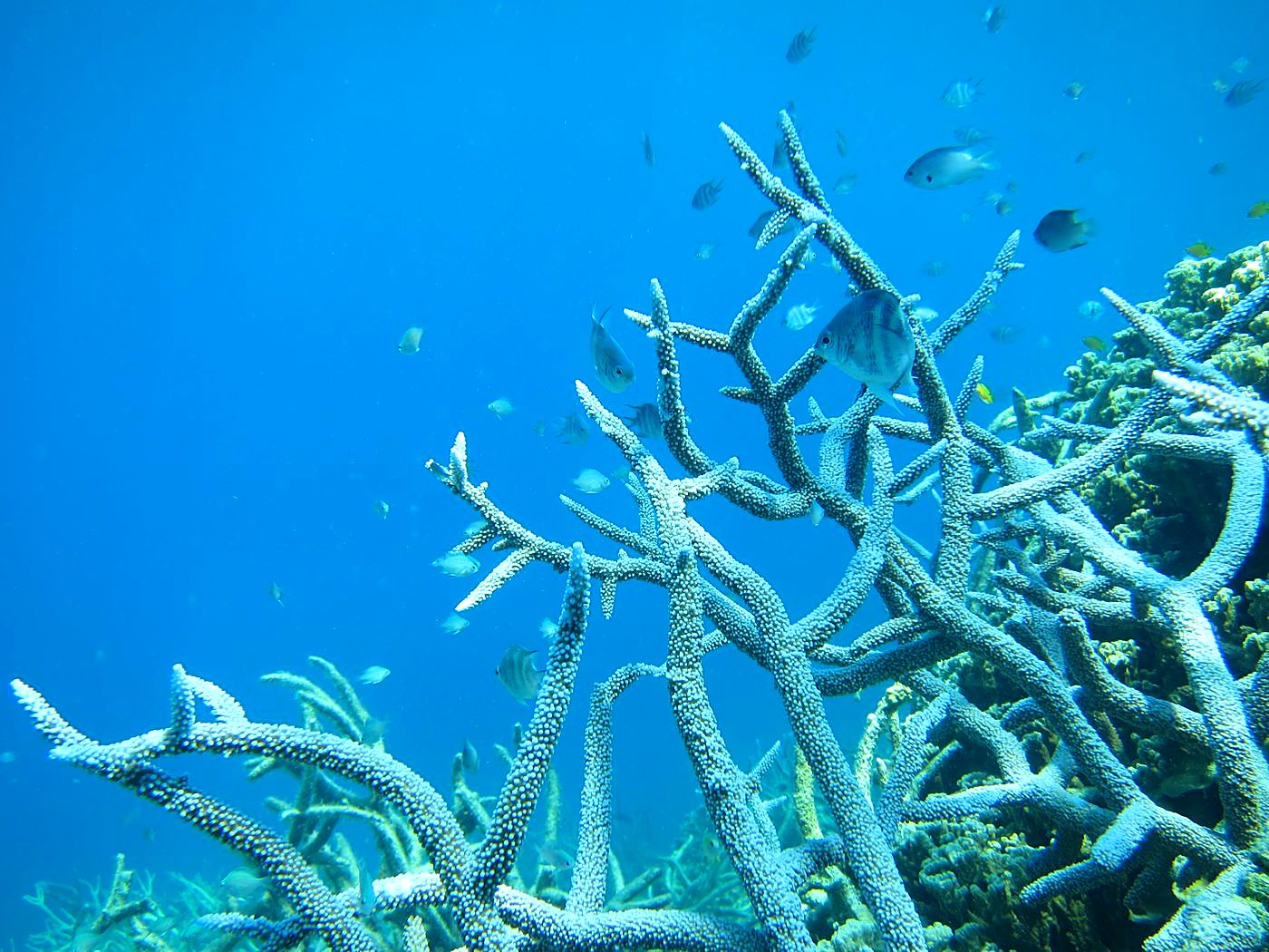 The Inner Lagoon 65