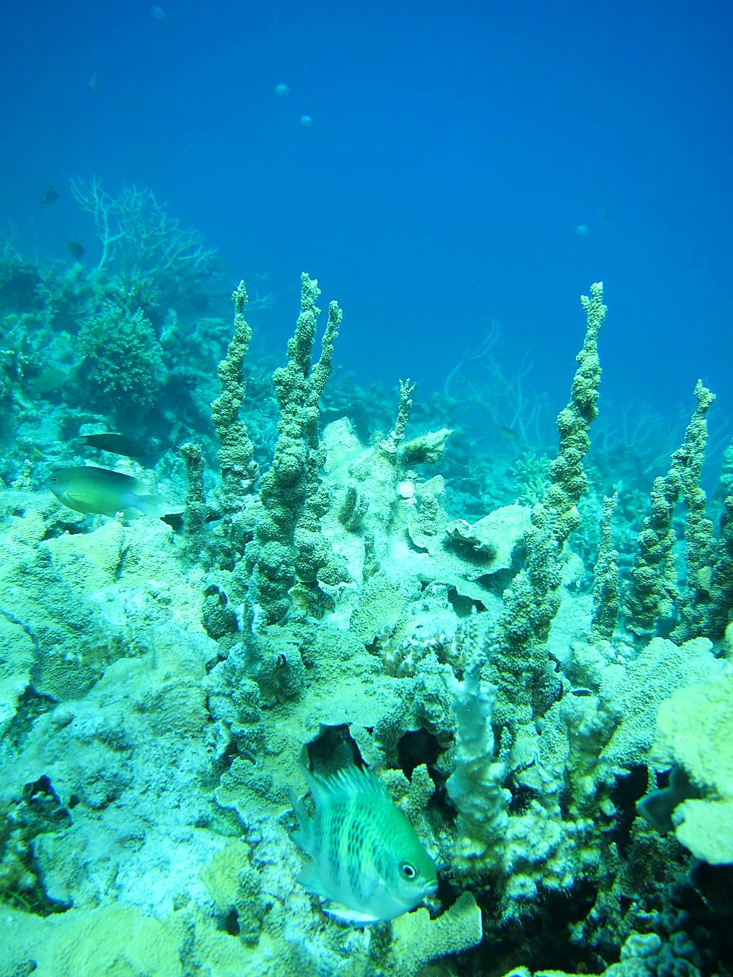The Inner Lagoon 66