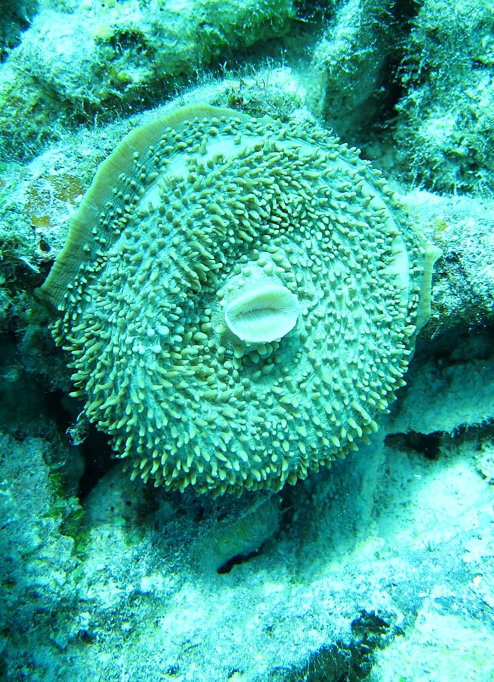 The Inner Lagoon 68