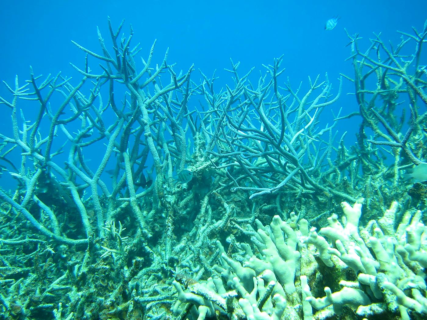 The Inner Lagoon 72
