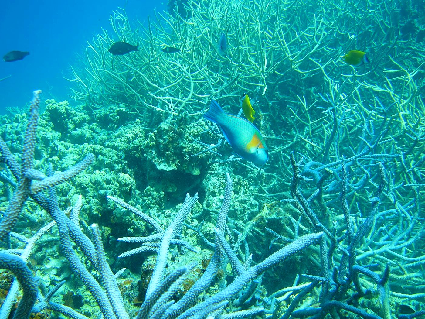 The Inner Lagoon 73