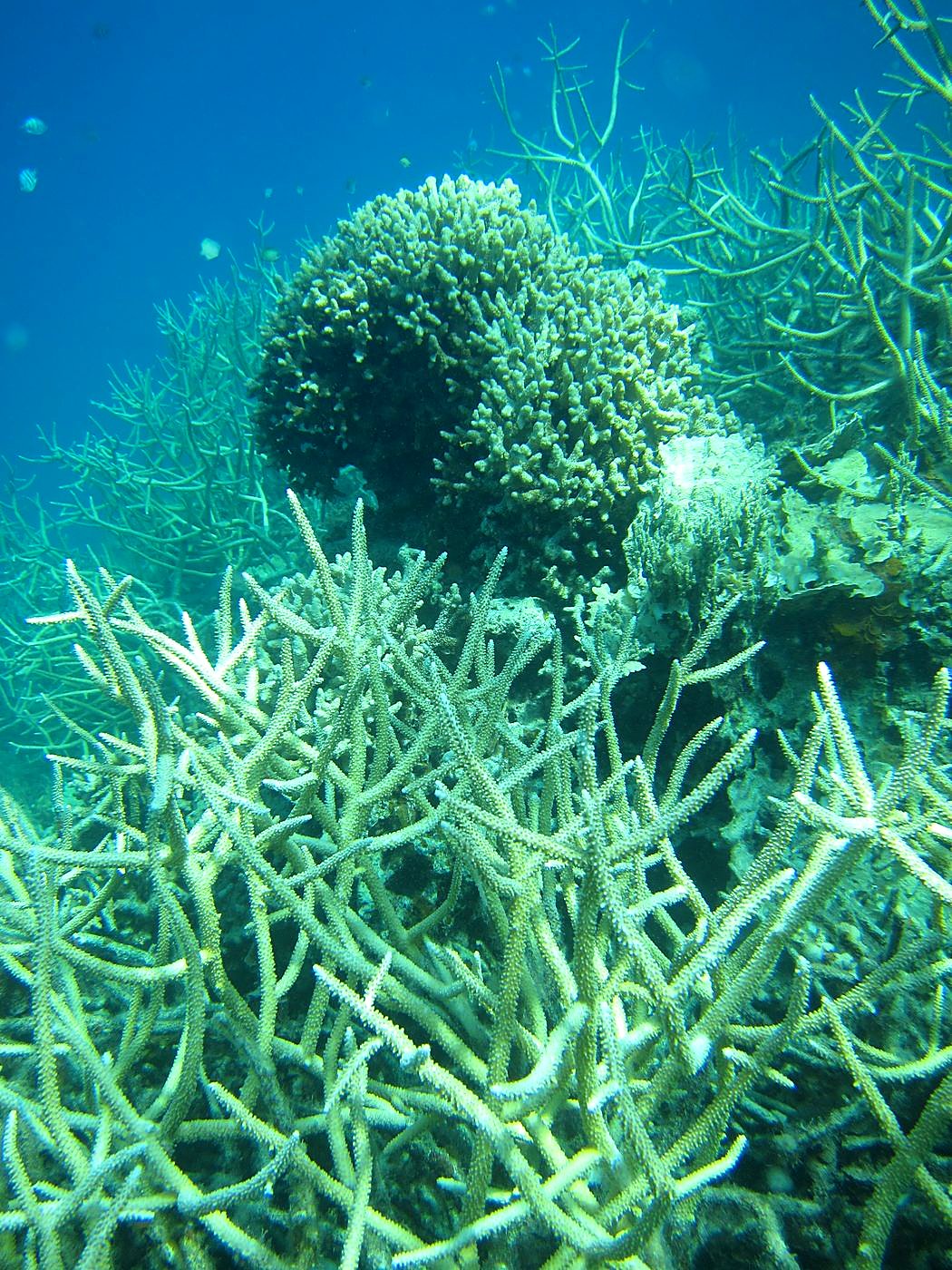 The Inner Lagoon 74