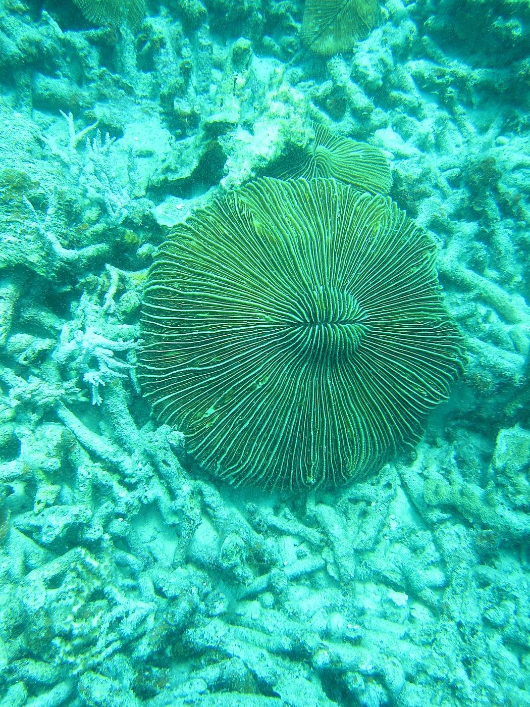 The Inner Lagoon 75