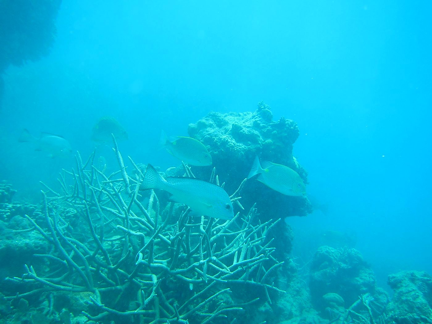 The Inner Lagoon 76