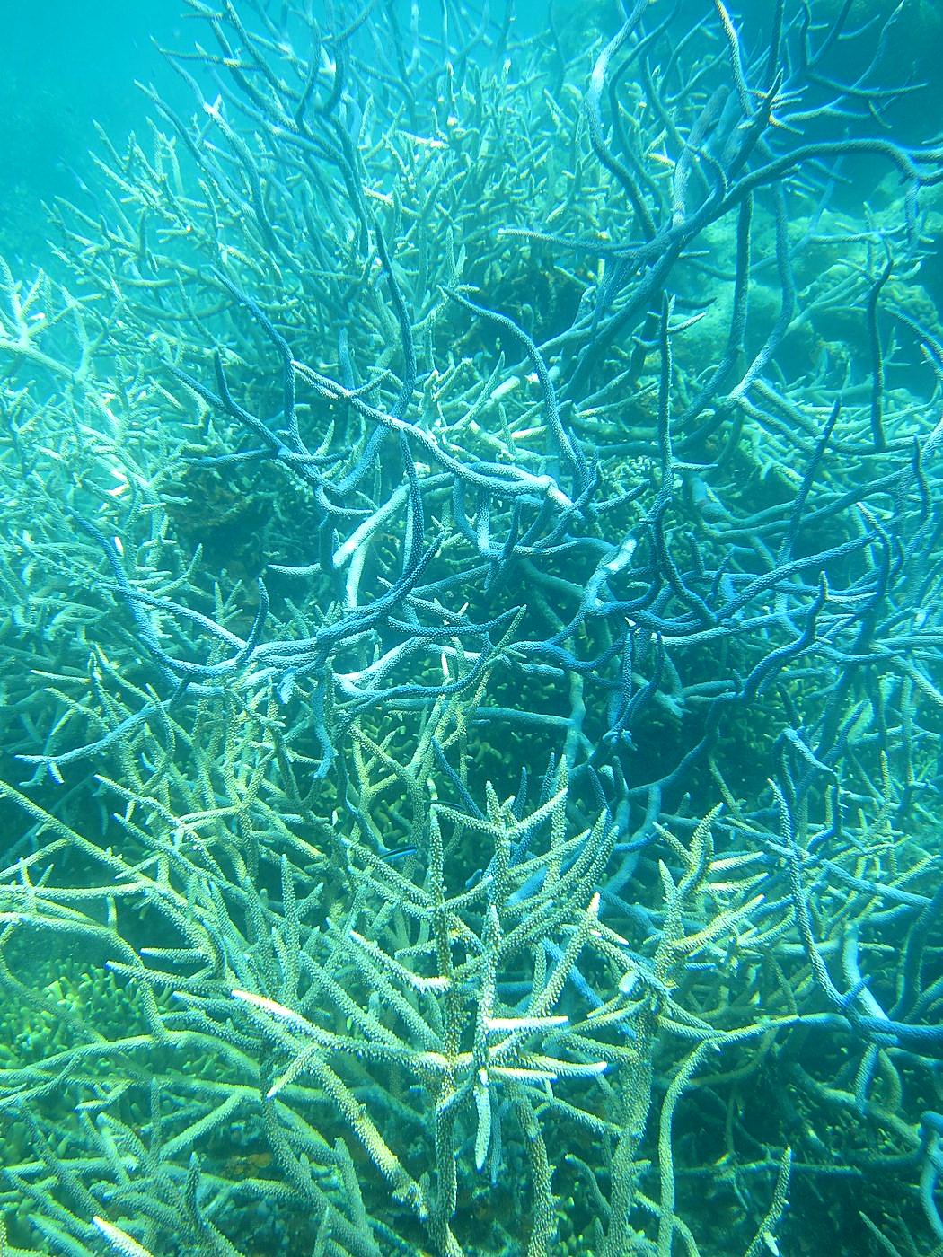 The Inner Lagoon 77