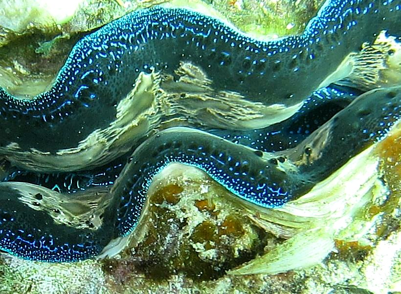 The Inner Lagoon 78