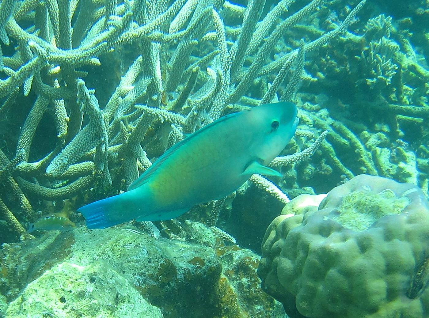 The Inner Lagoon 79