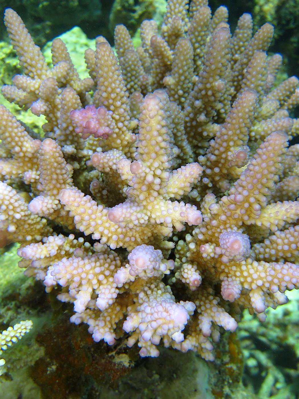 The Inner Lagoon 80