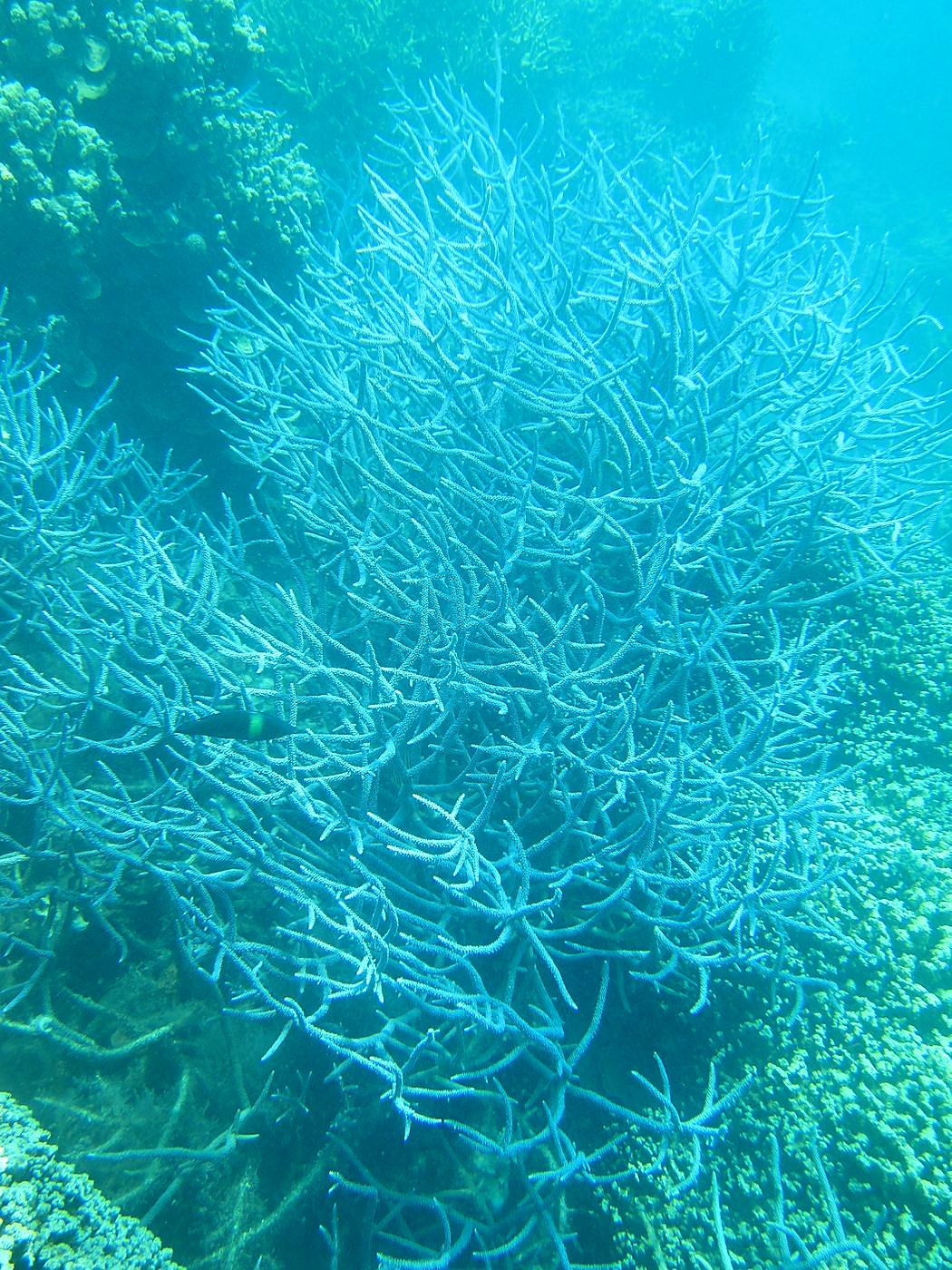 The Inner Lagoon 81