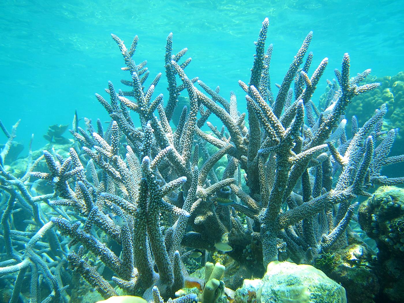 The Inner Lagoon 83