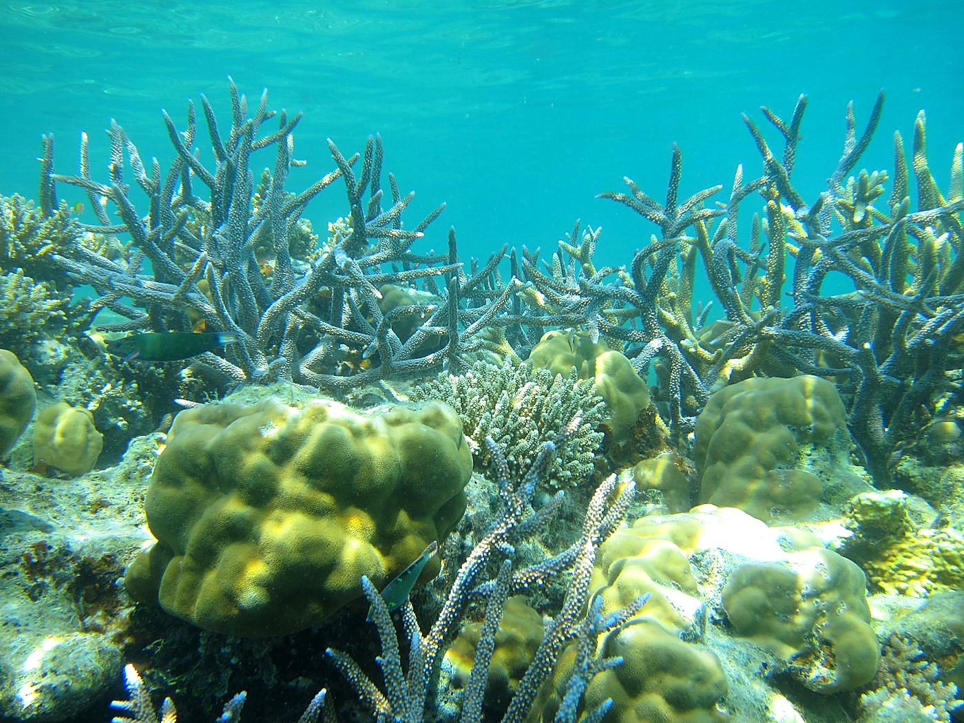 The Inner Lagoon 84