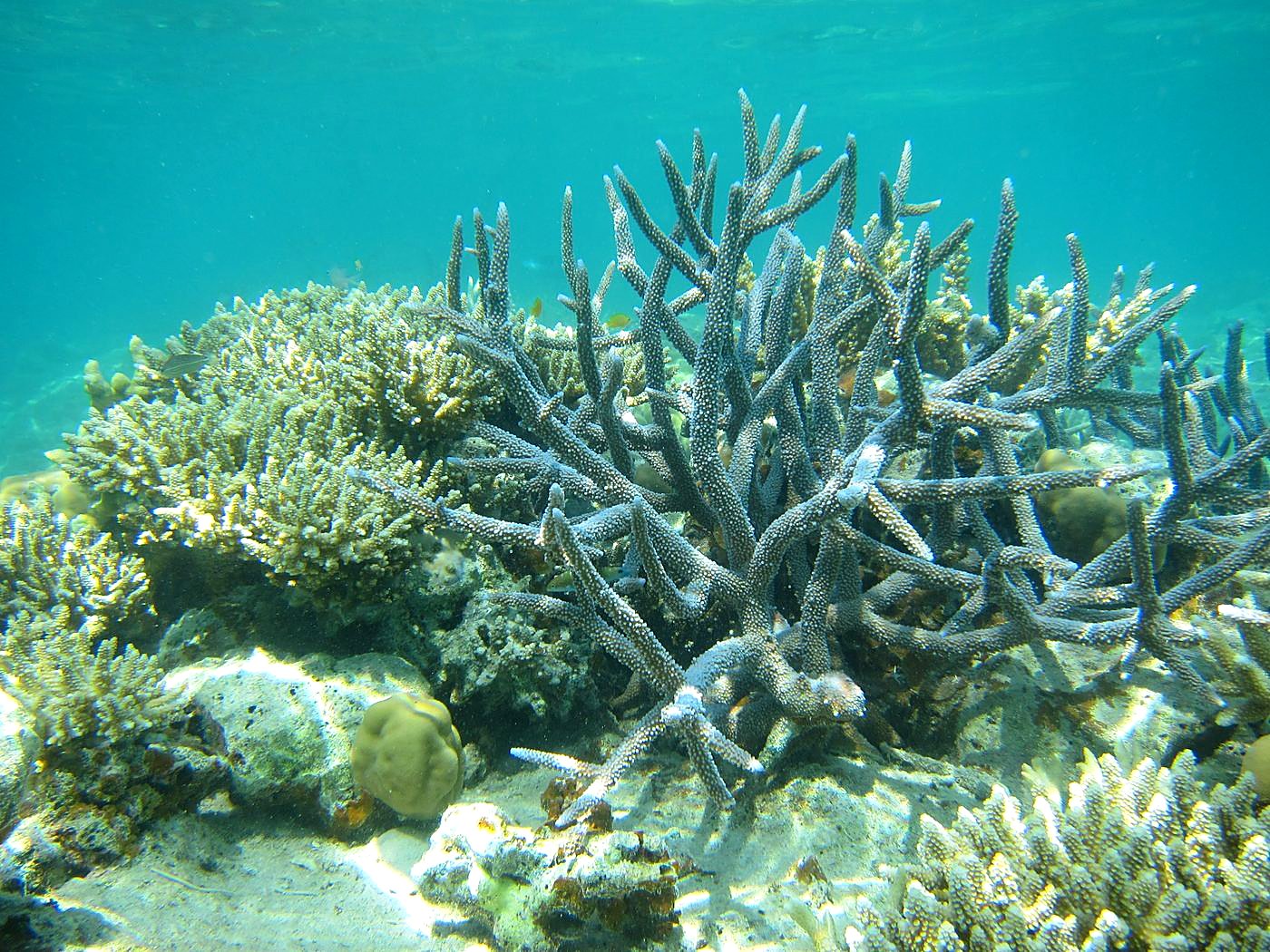 The Inner Lagoon 85