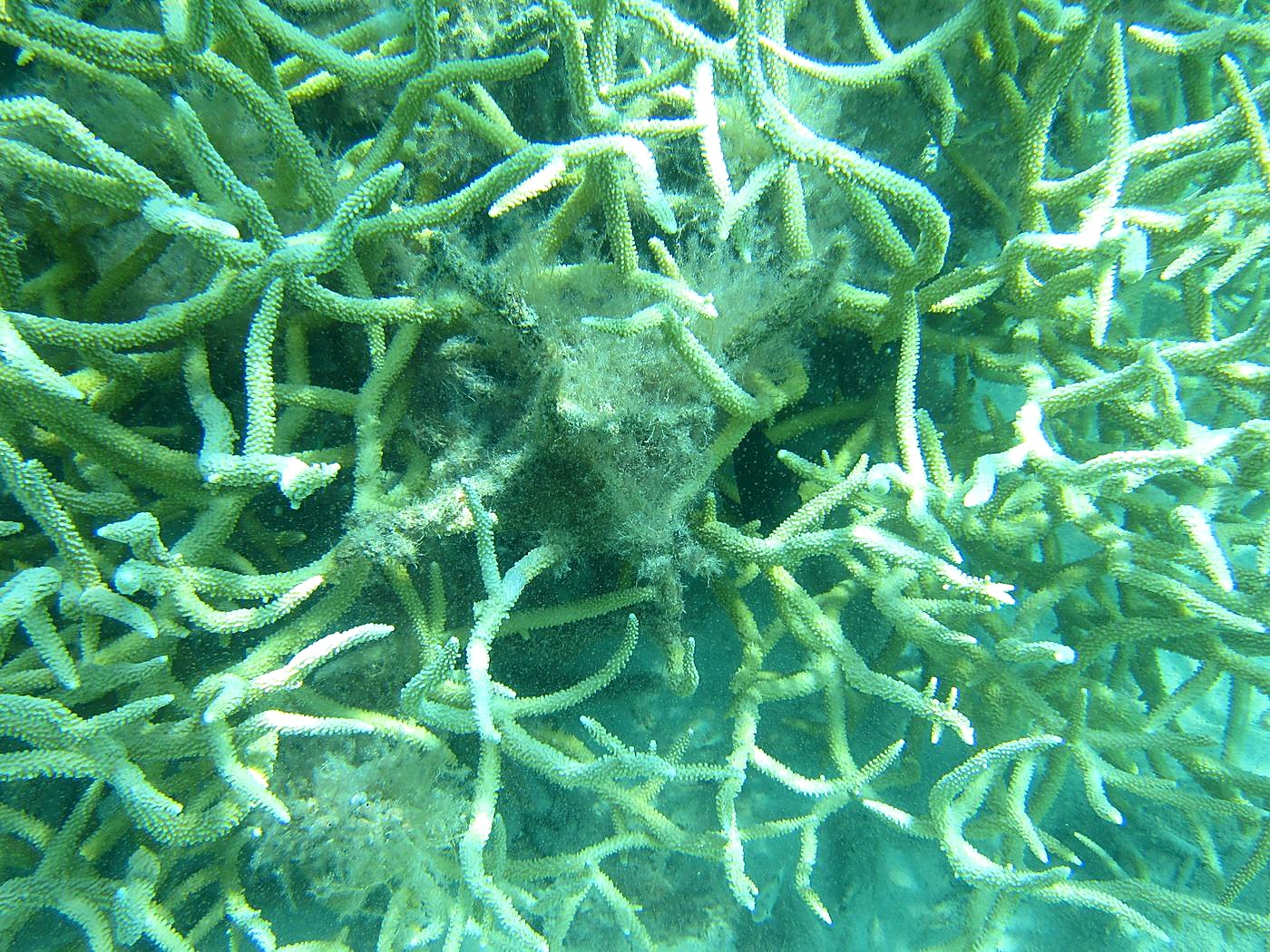 The Inner Lagoon 87