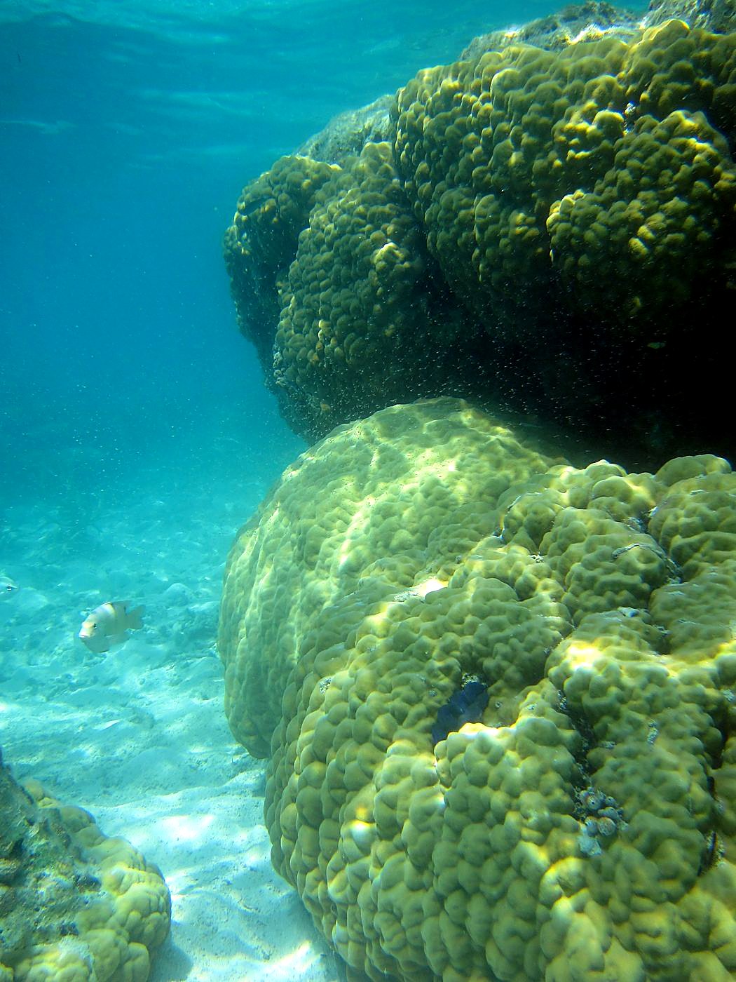 The Inner Lagoon 88