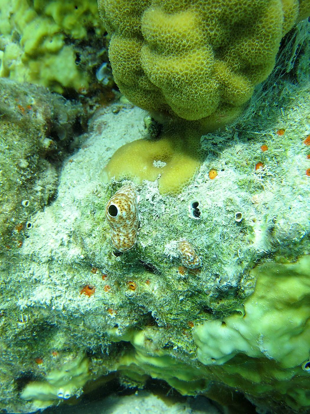 The Inner Lagoon 89