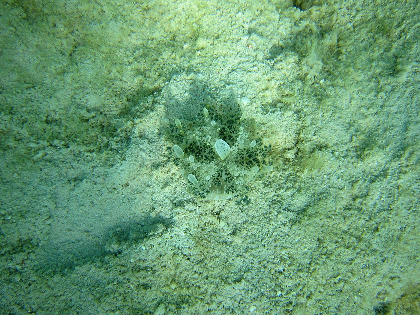 Lagoon by the Ship Bridge 33