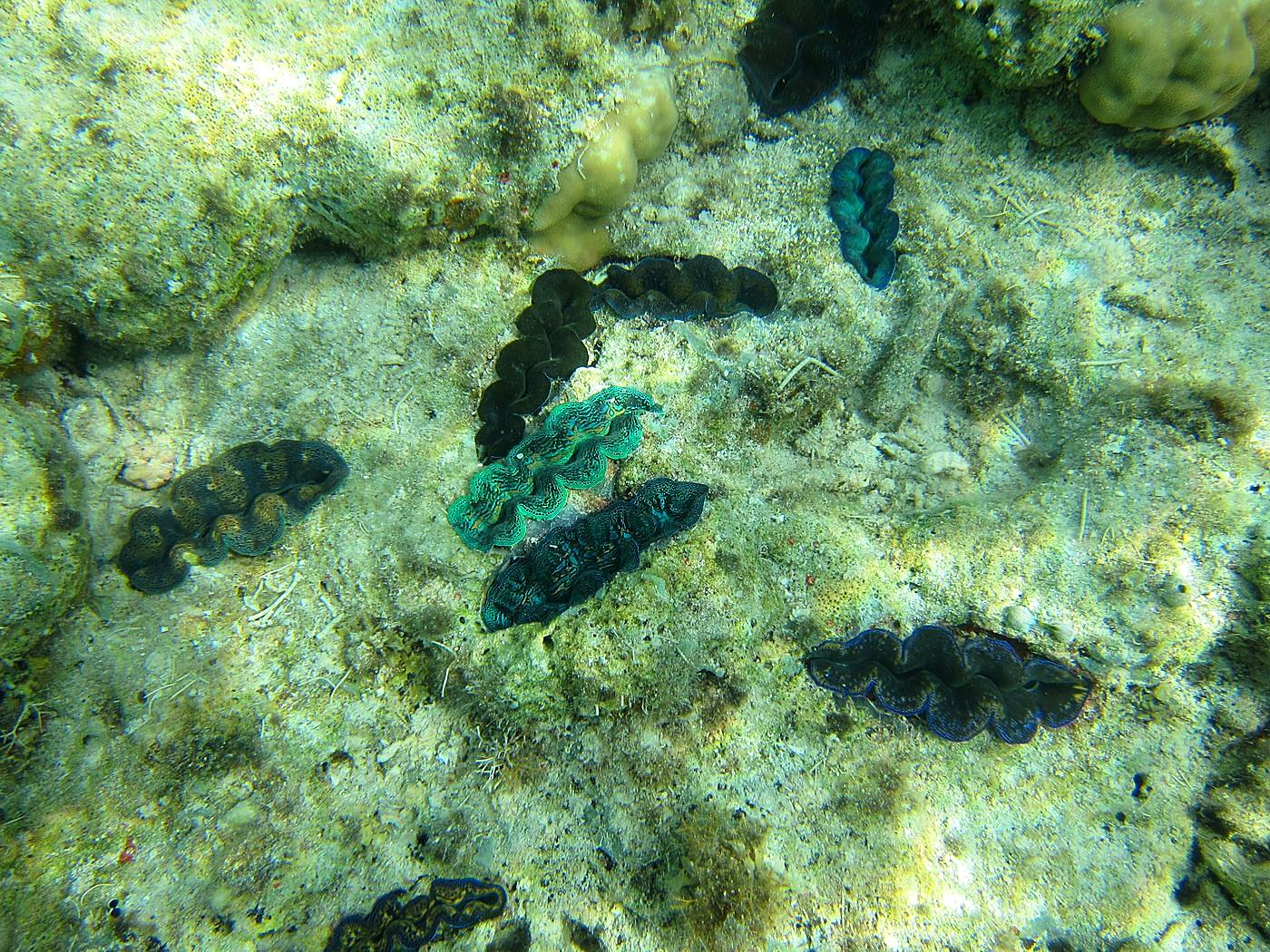 Lagoon by the Ship Bridge 36
