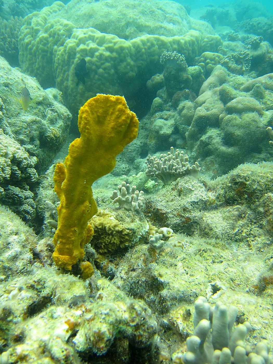 Lagoon by the Ship Bridge 92