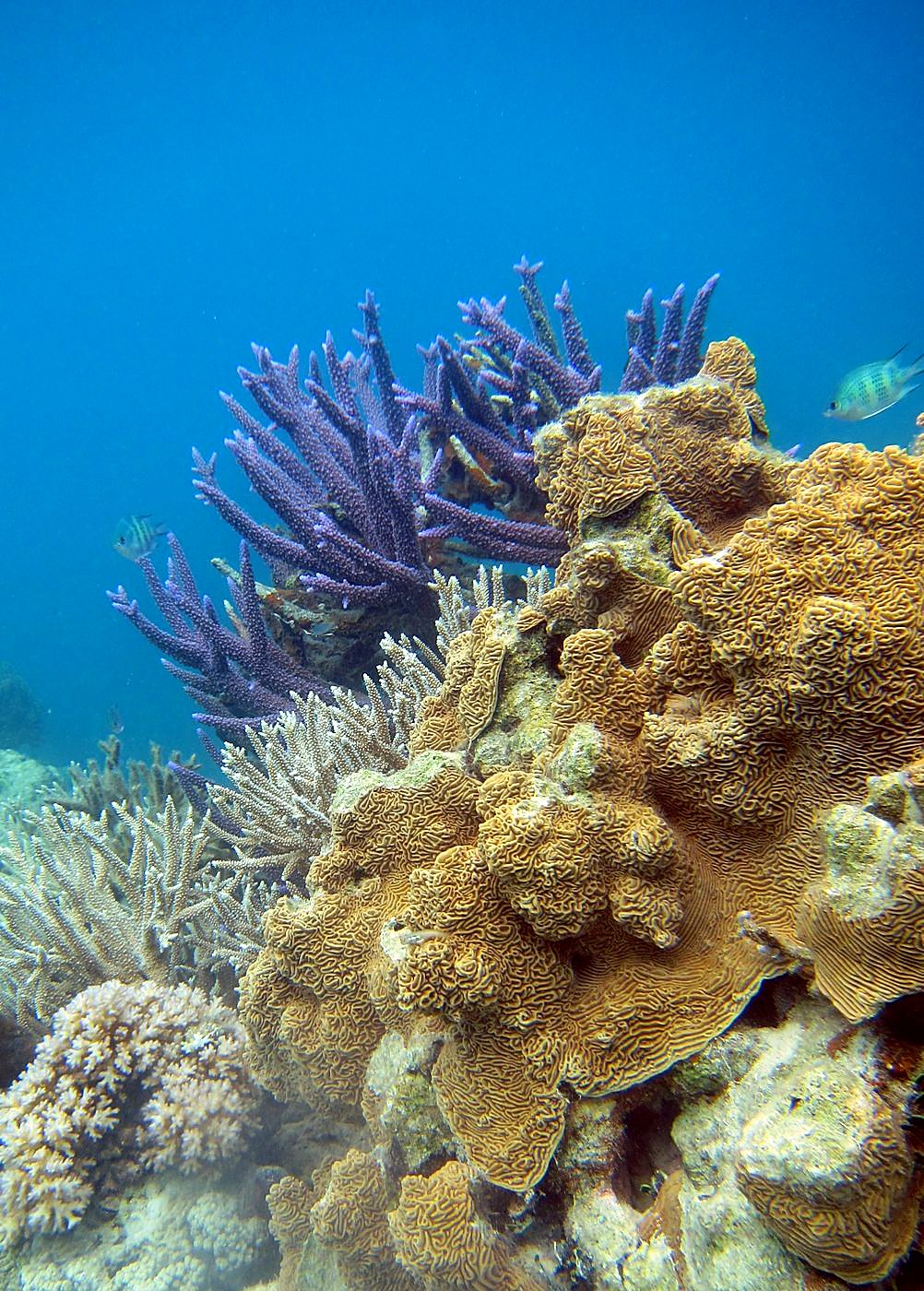 Lagoon by the Ship Bridge 100