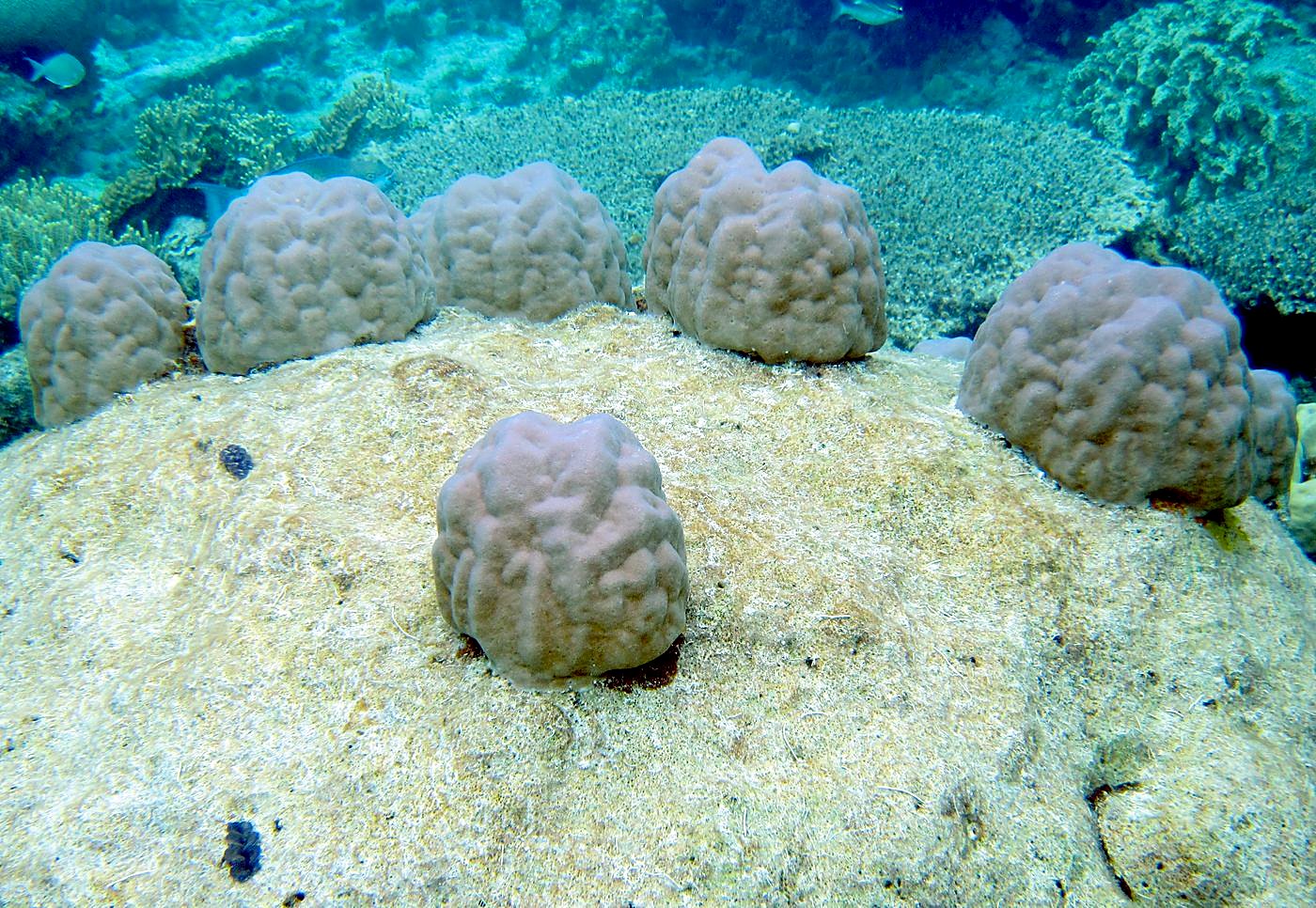 Lagoon by the Ship Bridge 105