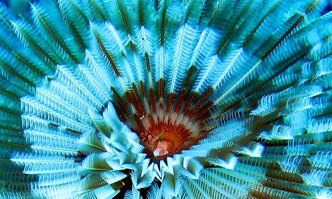Outer Reef, West Side 1