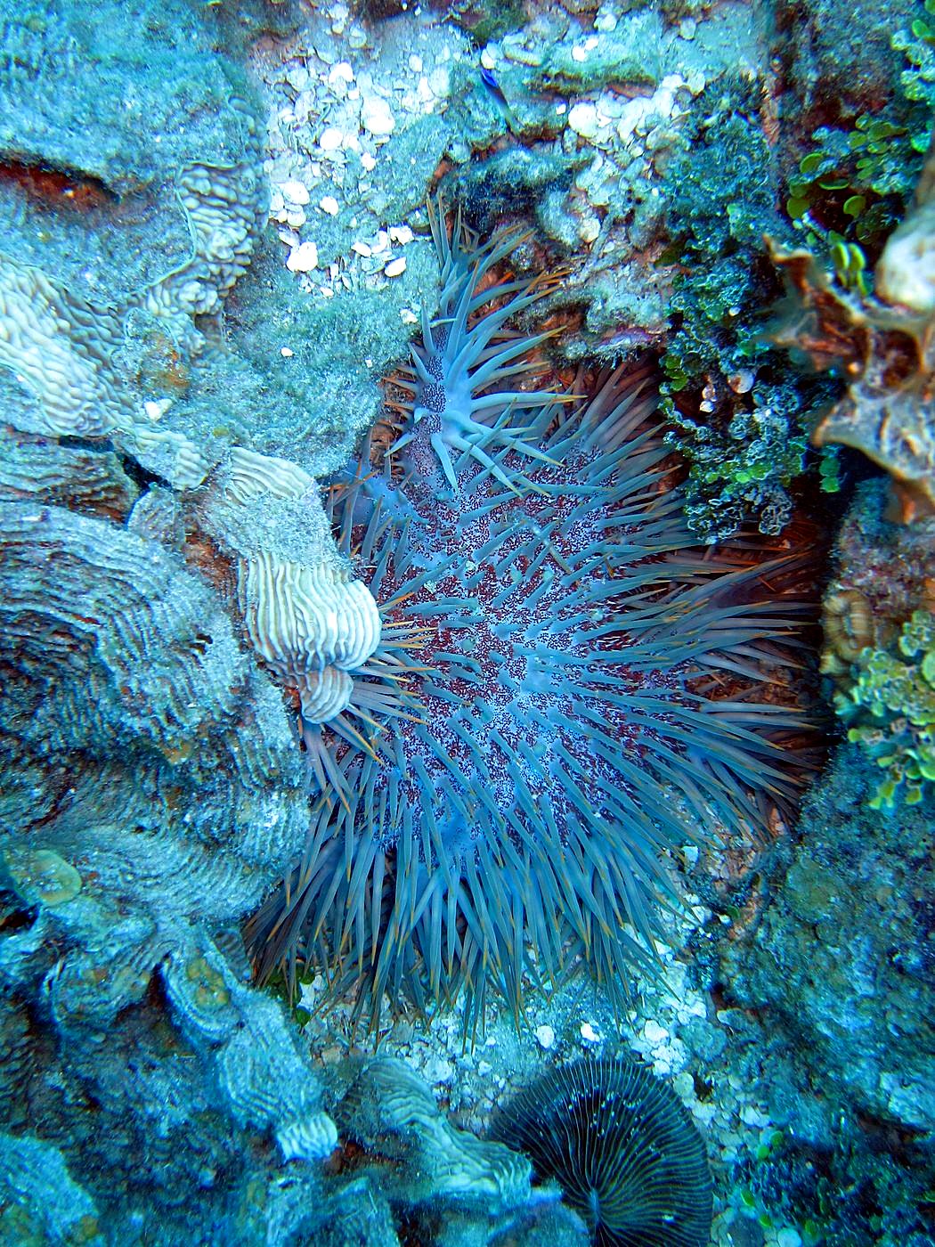 Outer Reef, West Side 2