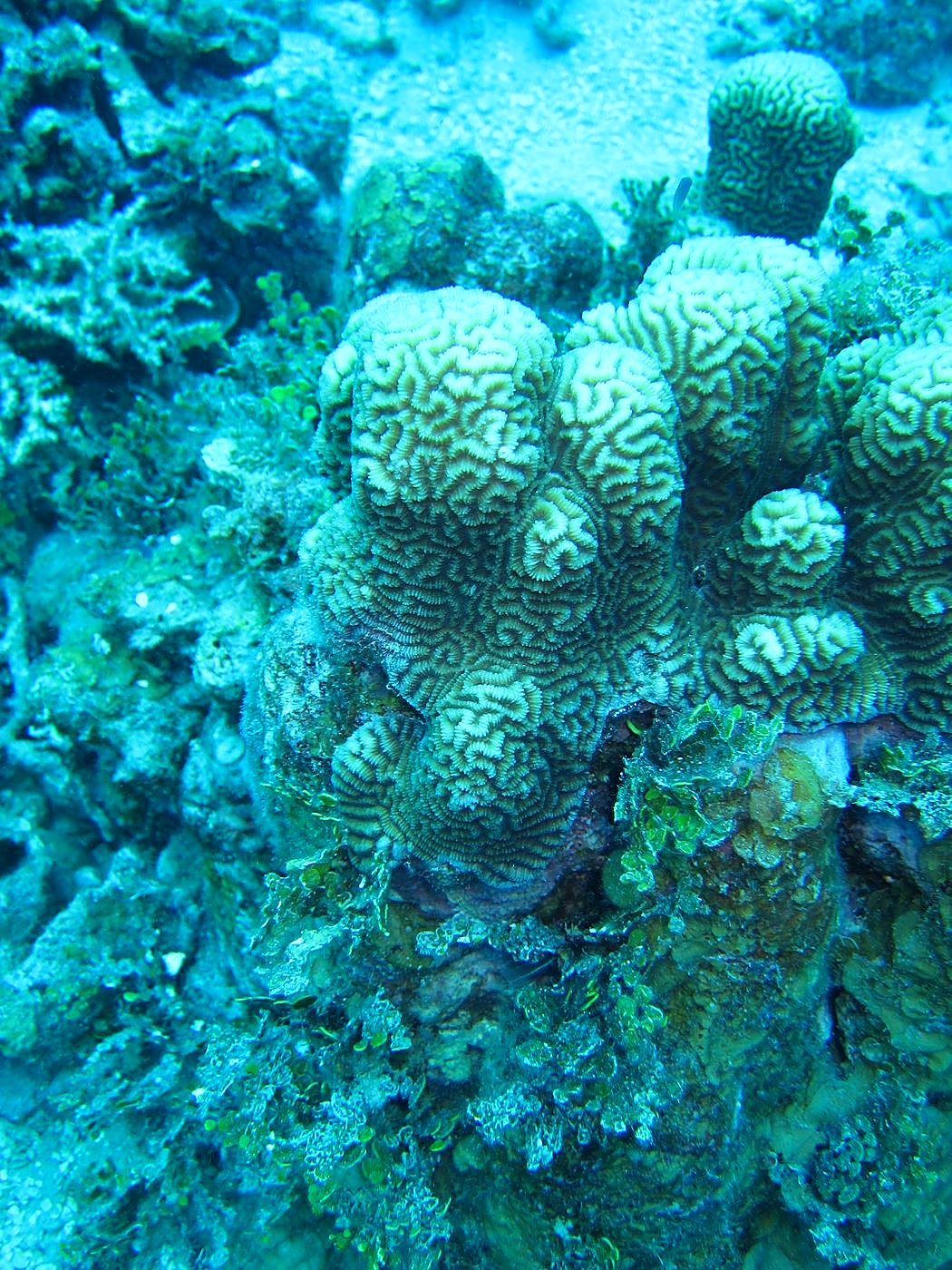 Outer Reef, West Side 3
